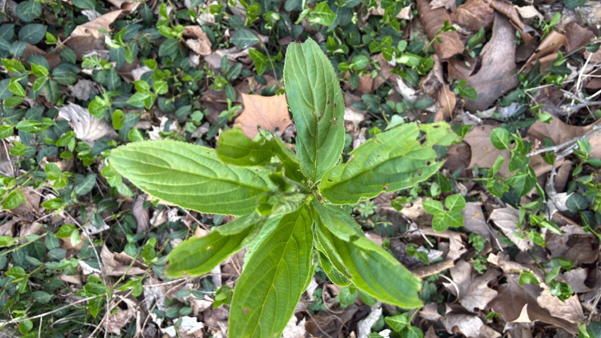 Rhamnus virgatus