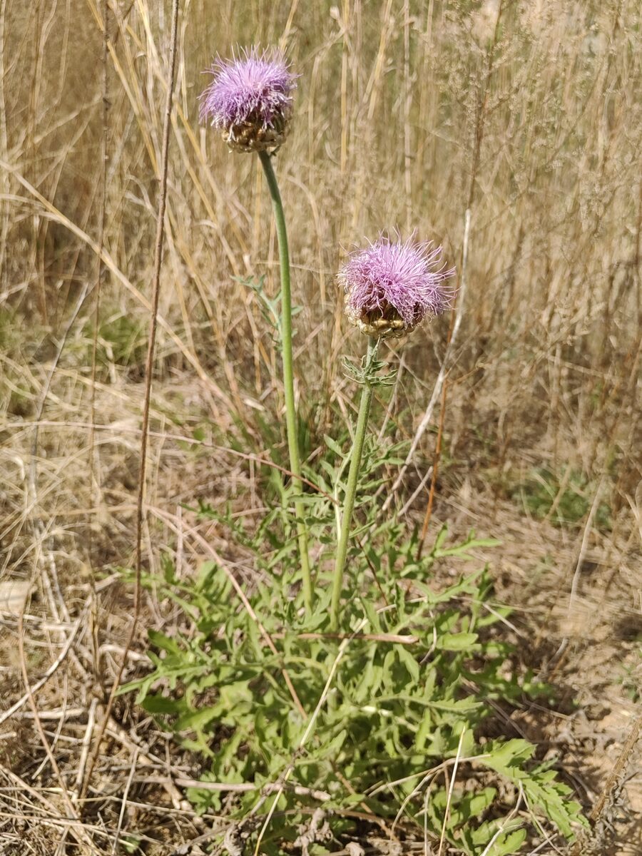 Rhaponticum uniflorum - (L.)DC. — photo