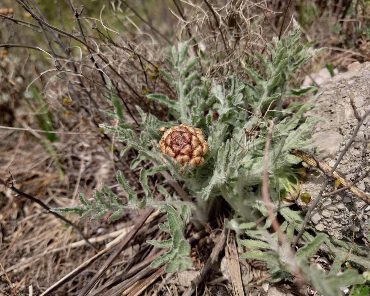 Rhaponticum uniflorum - (L.)DC. — photo
