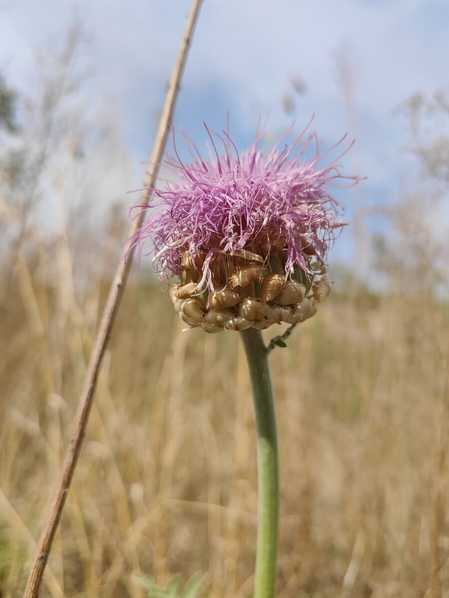 Rhaponticum uniflorum - (L.)DC.