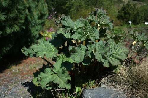 Rheum australe (Himalayan Rhubarb) — photo