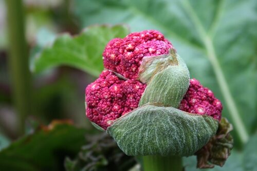 Rheum australe (Himalayan Rhubarb) — photo