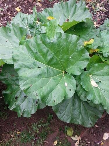 Rheum × hybridum (Garden Rhubarb) — photo