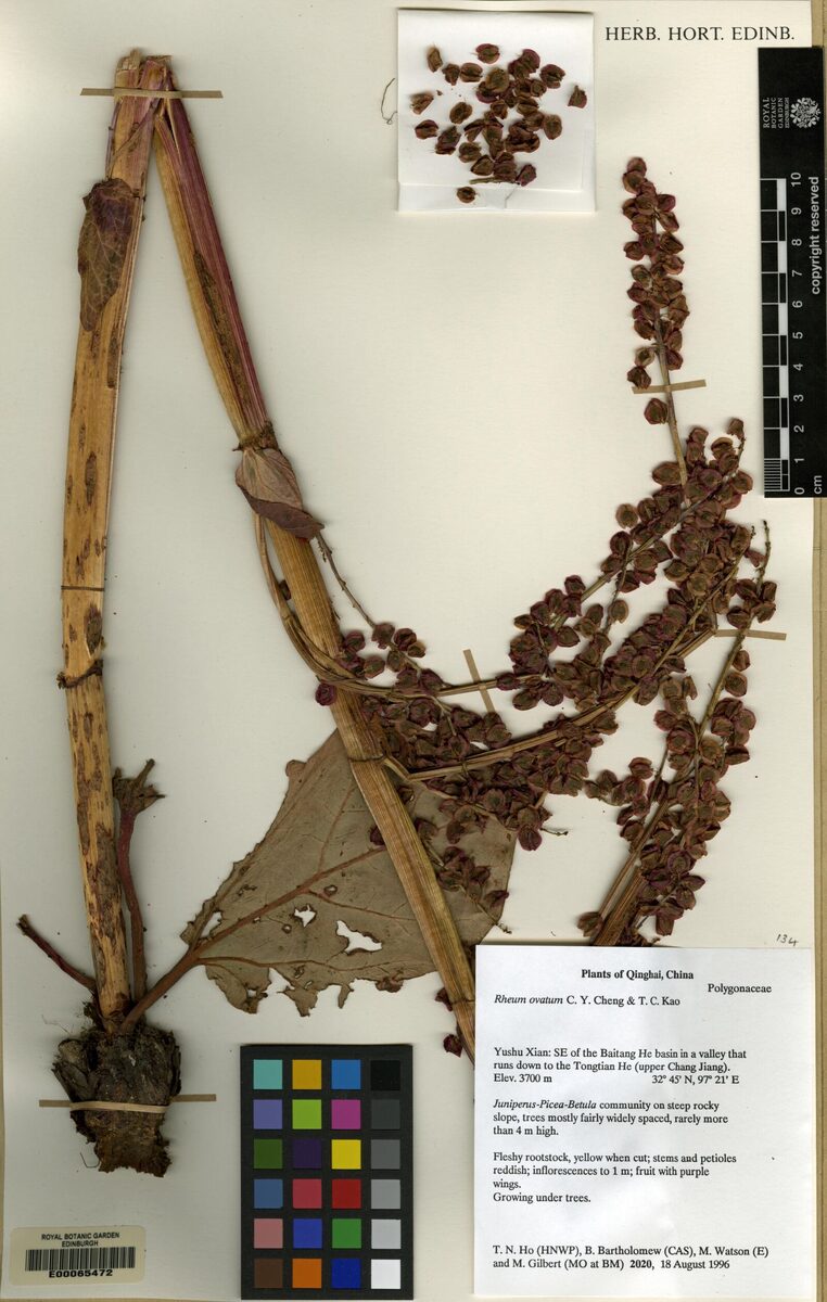 Rheum likiangense