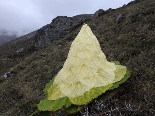 Rheum nobile (Sikkim Rhubarb) — photo