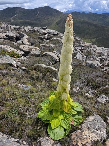 Rheum nobile (Sikkim Rhubarb) — photo