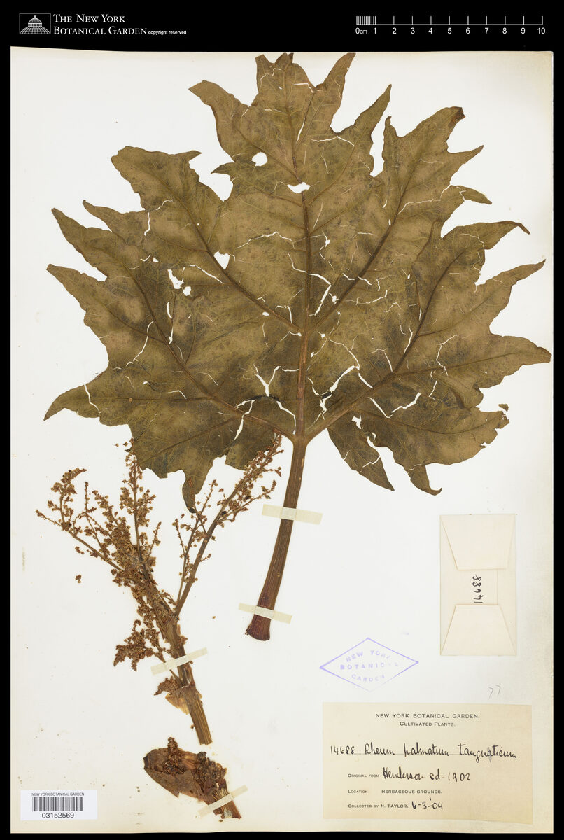 Rheum palmatum tanguticum