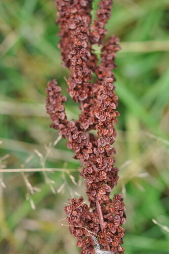 Rheum rhabarbarum