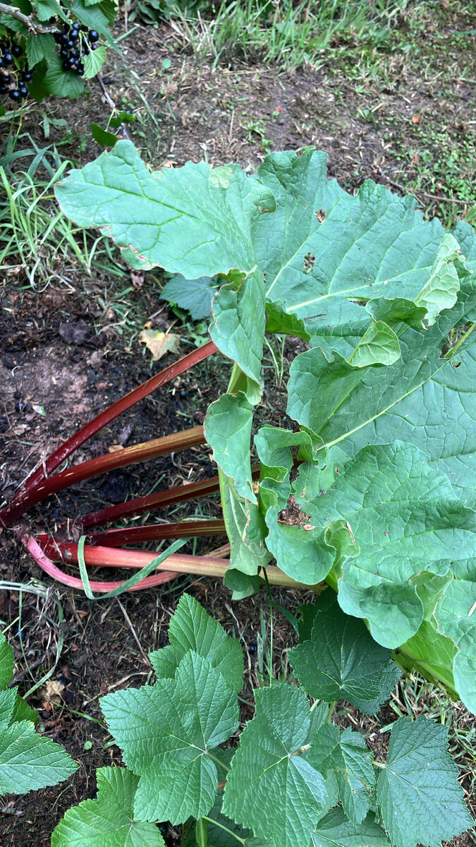Rheum rhabarbarum (Rhubarb) — photo