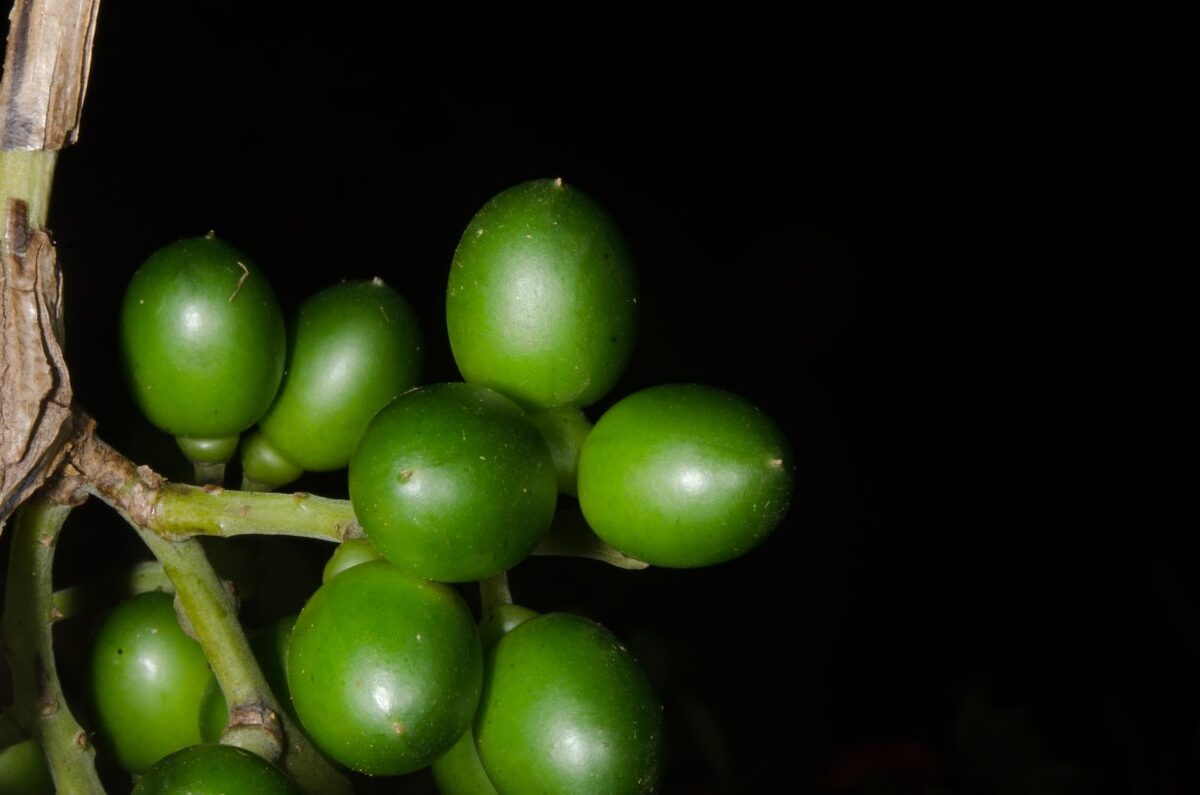 Rhigiocarya racemifera — photo