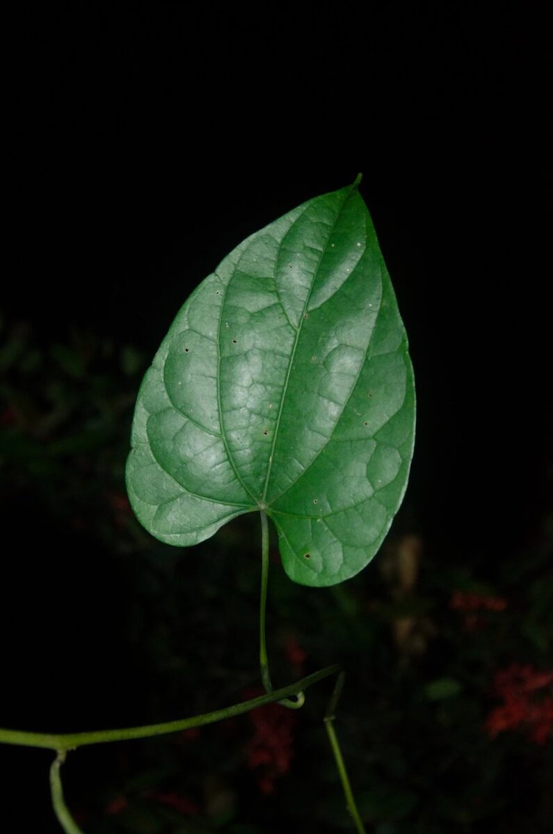 Rhigiocarya racemifera — photo