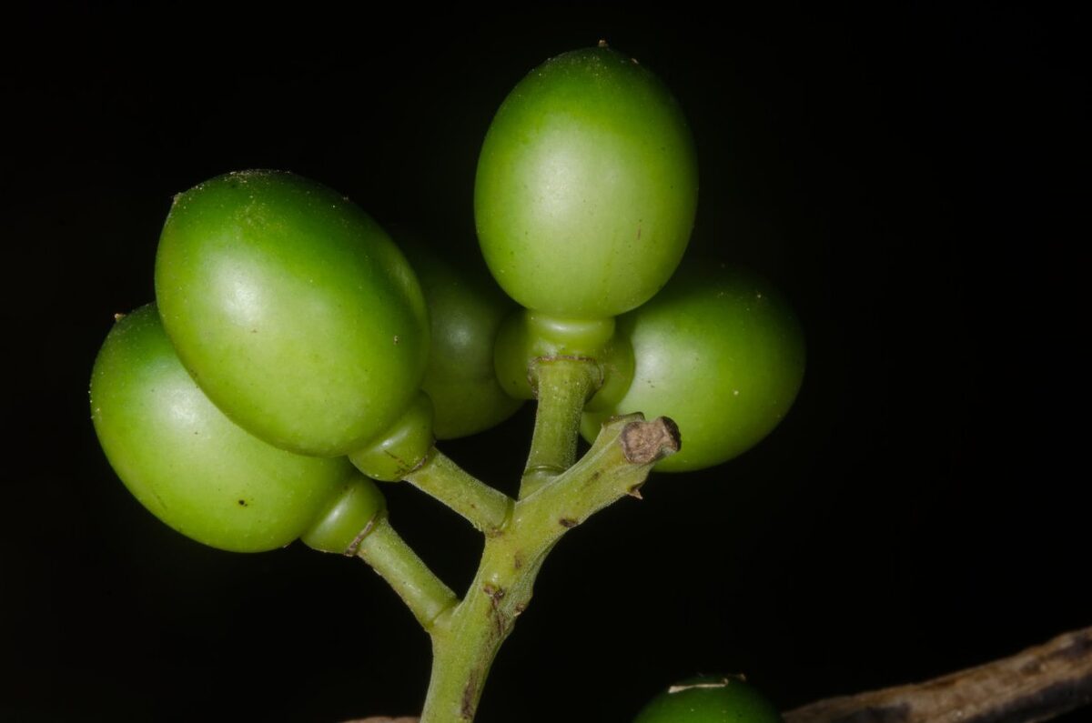 Rhigiocarya racemifera