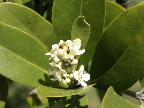 Rhizophora mucronata (Black Mangrove) — photo