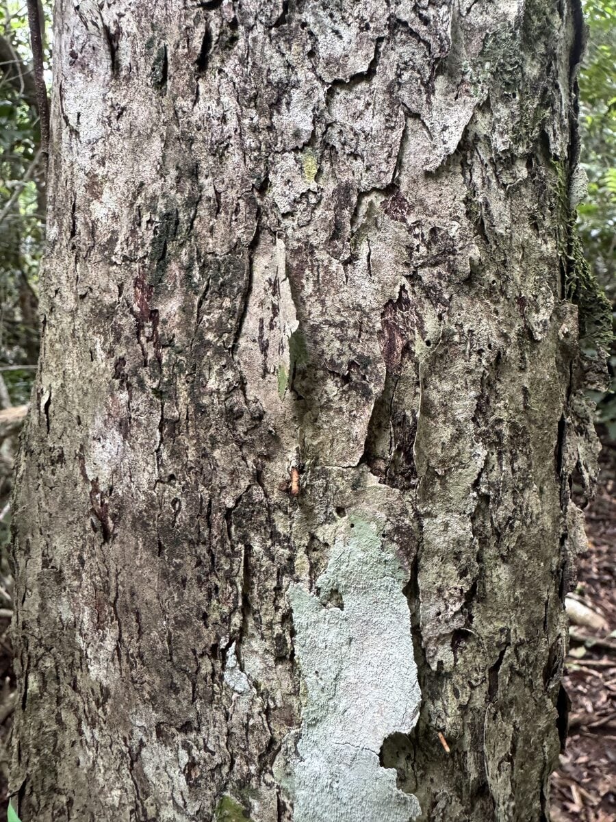 Rhodamnia glauca (Mallet wood) — photo