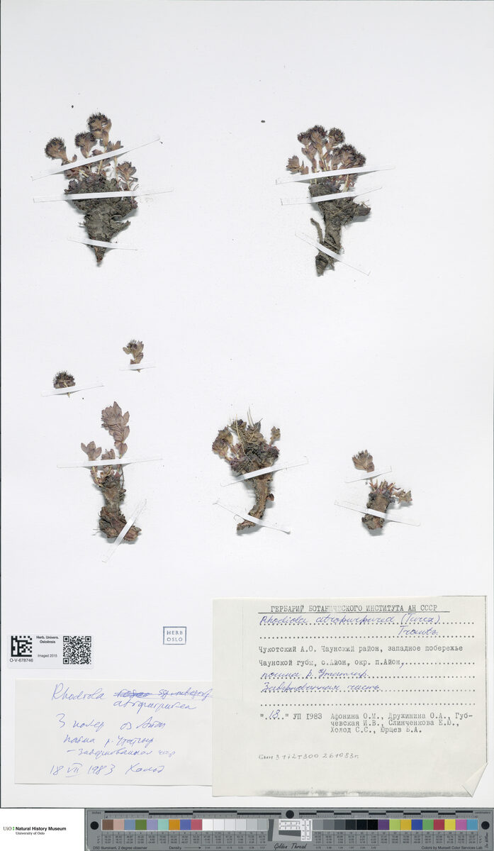 Rhodiola atropurpurea (Roseroot) — photo