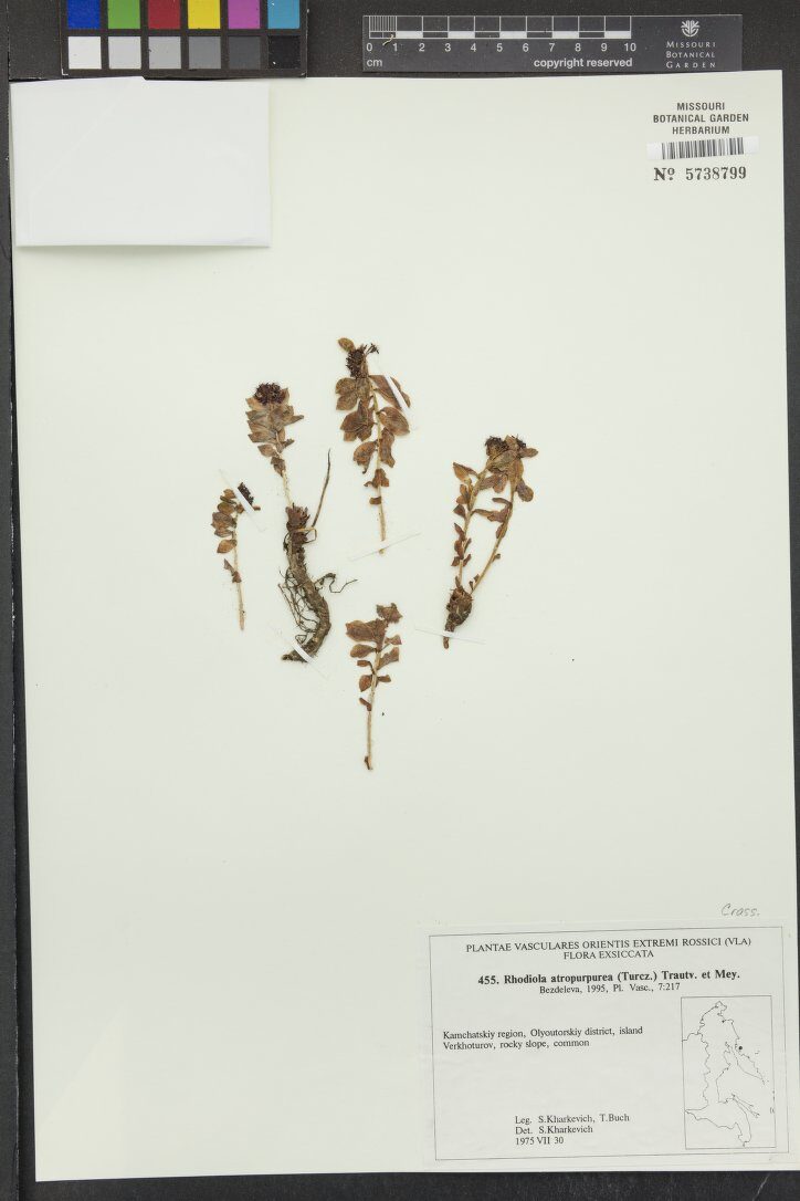 Rhodiola atropurpurea (Roseroot) — photo