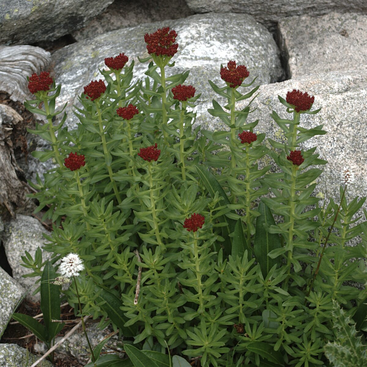 Rhodiola integrifolia (Western roseroot) — photo