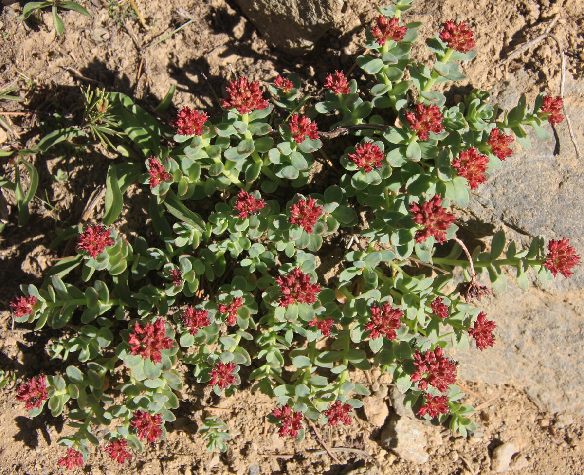 Rhodiola integrifolia (Western roseroot) — photo