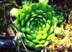 Rhodiola integrifolia