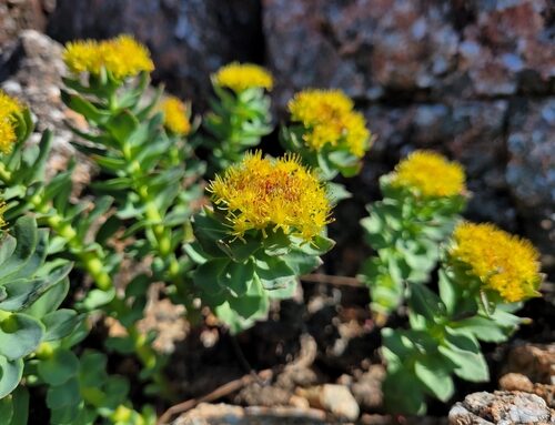 Rhodiola rosea (Rose Root) — photo