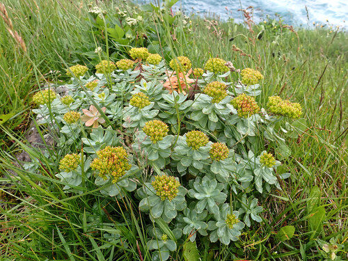 Rhodiola rosea (Rose Root) — photo