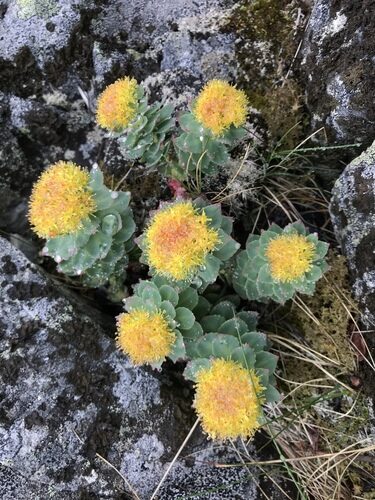 Rhodiola rosea