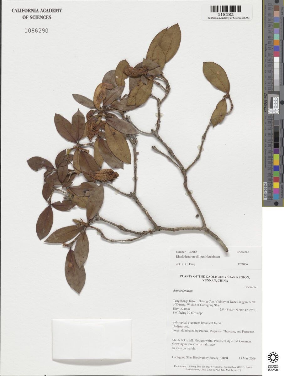 Rhododendron ciliipes — photo