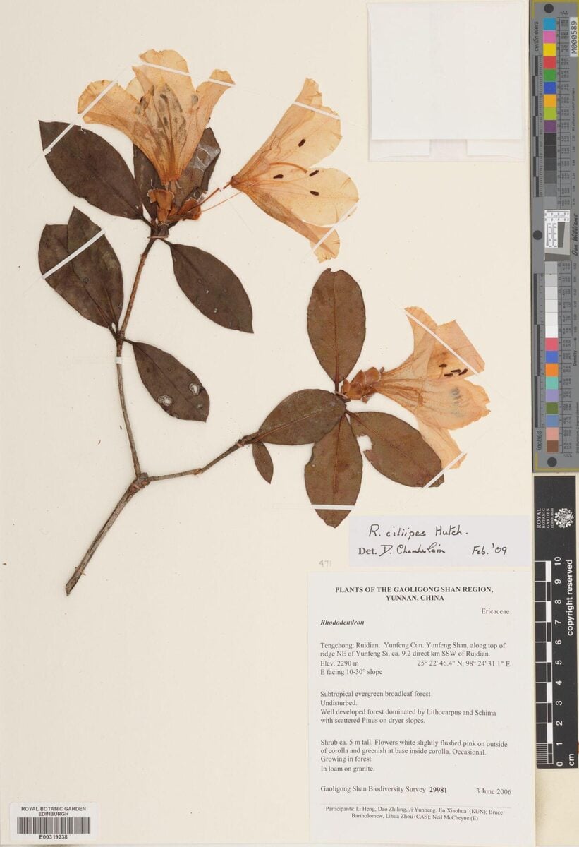 Rhododendron ciliipes — photo