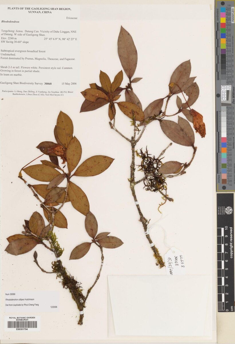 Rhododendron ciliipes