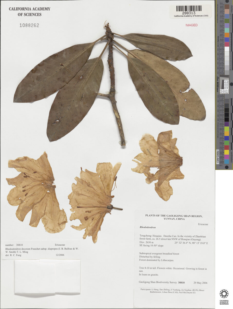 Rhododendron decorum subsp. diaprepes — photo