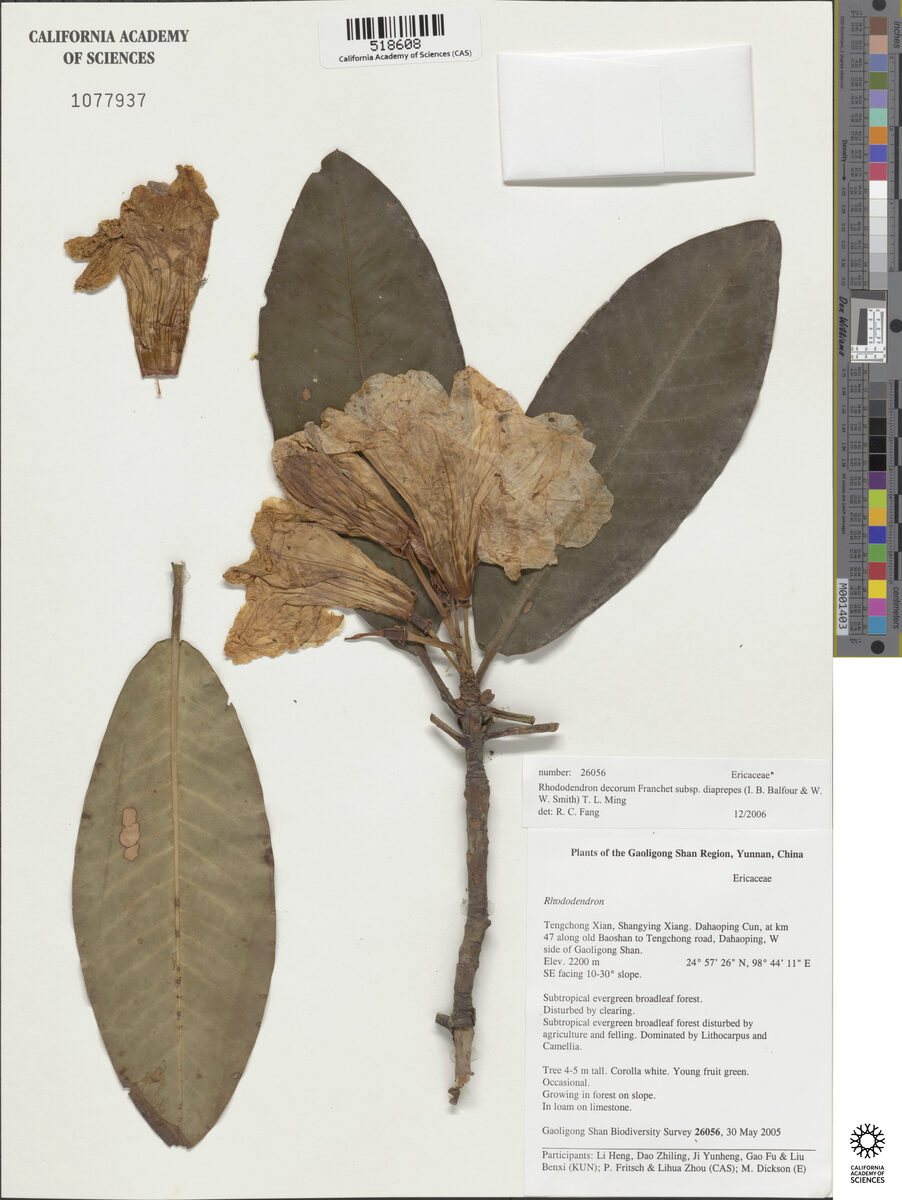 Rhododendron decorum subsp. diaprepes — photo