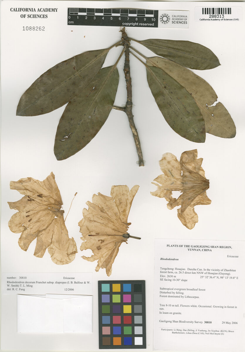 Rhododendron decorum subsp. diaprepes
