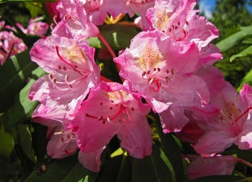 Rhododendron indicum (Rhododendron) — photo
