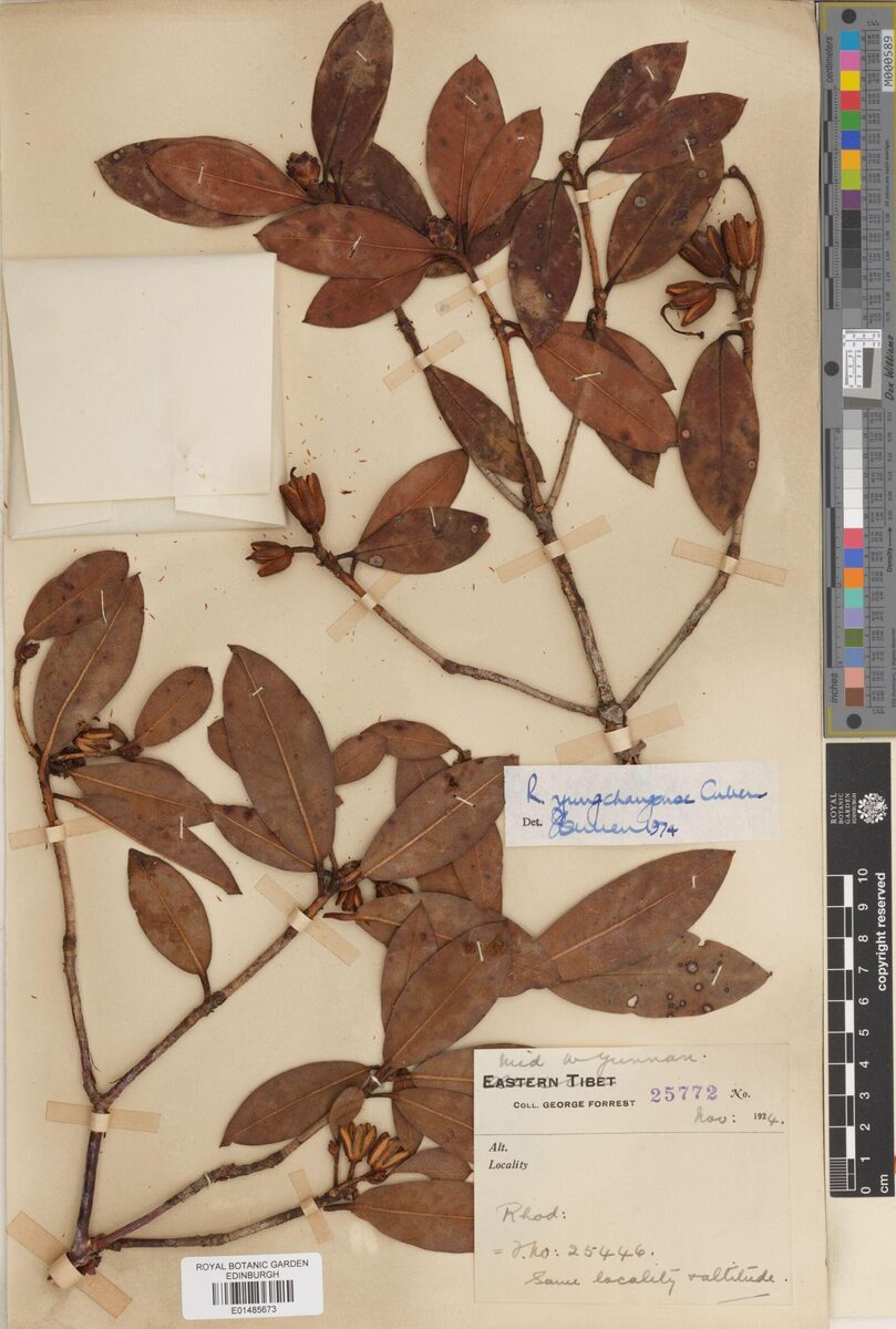 Rhododendron yungchangense — photo