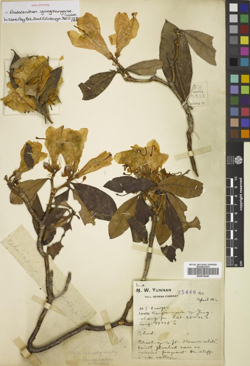 Rhododendron yungchangense