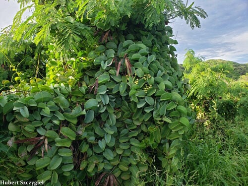 Rhoicissus revoilii (Bushveld grape) — photo