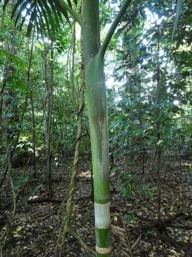 Rhopaloblaste elegans
