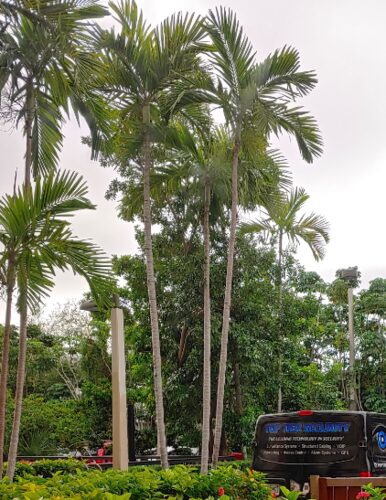 Rhopaloblaste elegans (Elegant palm) — photo