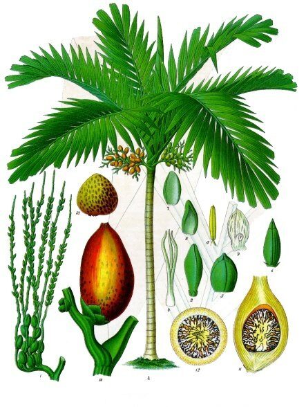 Rhopaloblaste elegans (Elegant palm) — photo