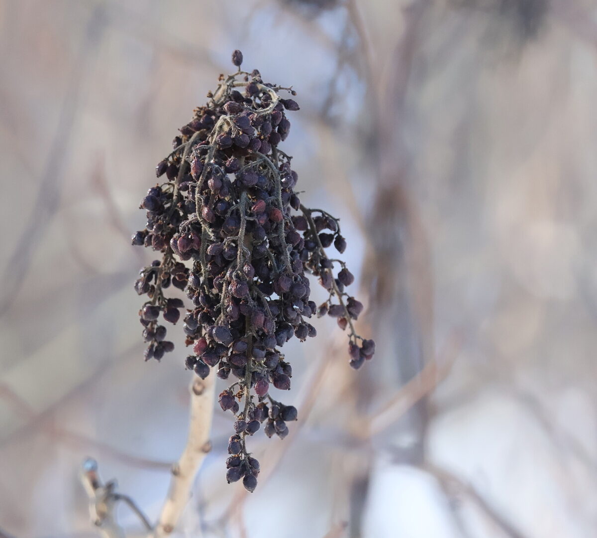 Rhus copallina (Dwarf Sumach) — photo