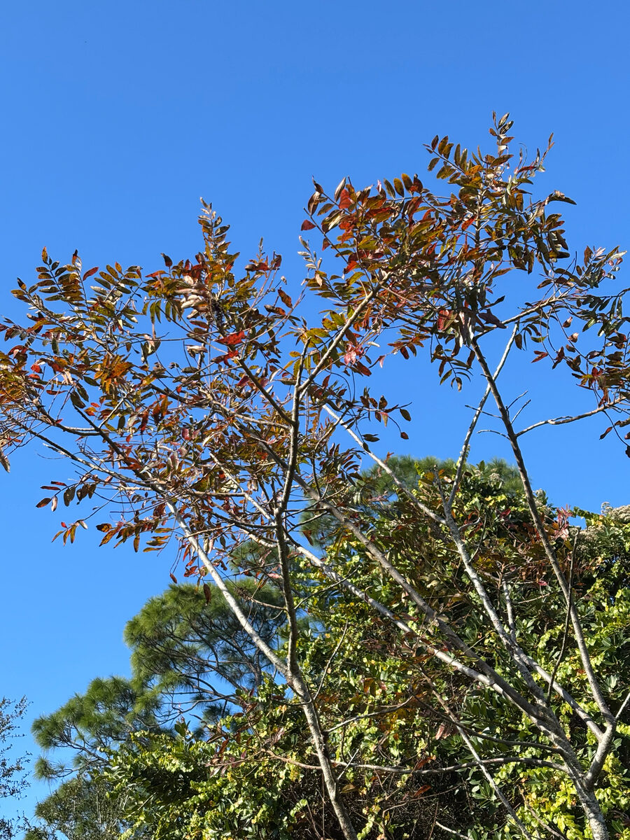 Rhus copallina (Dwarf Sumach) — photo