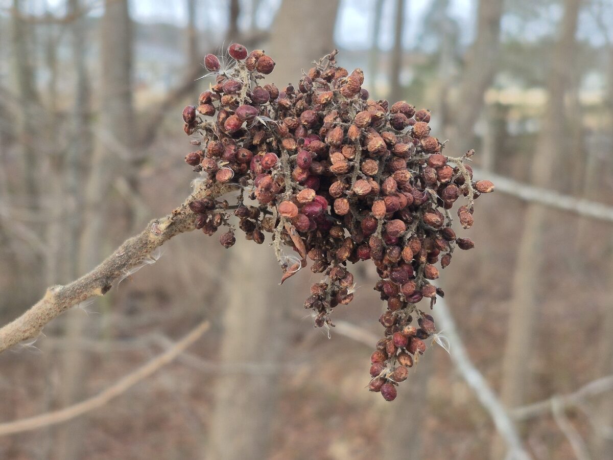 Rhus copallina