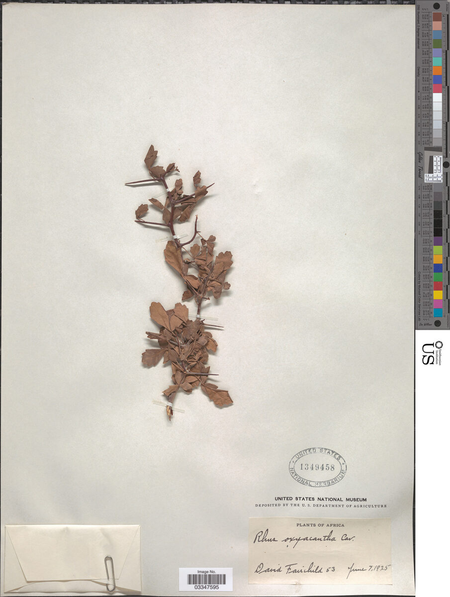 Rhus oxyacantha