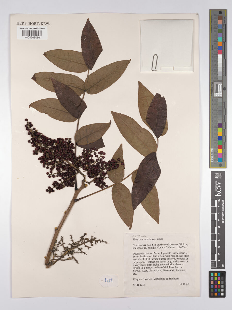 Rhus punjabensis sinica - (Diels.)Rehder.&E.H.Wilson. — photo