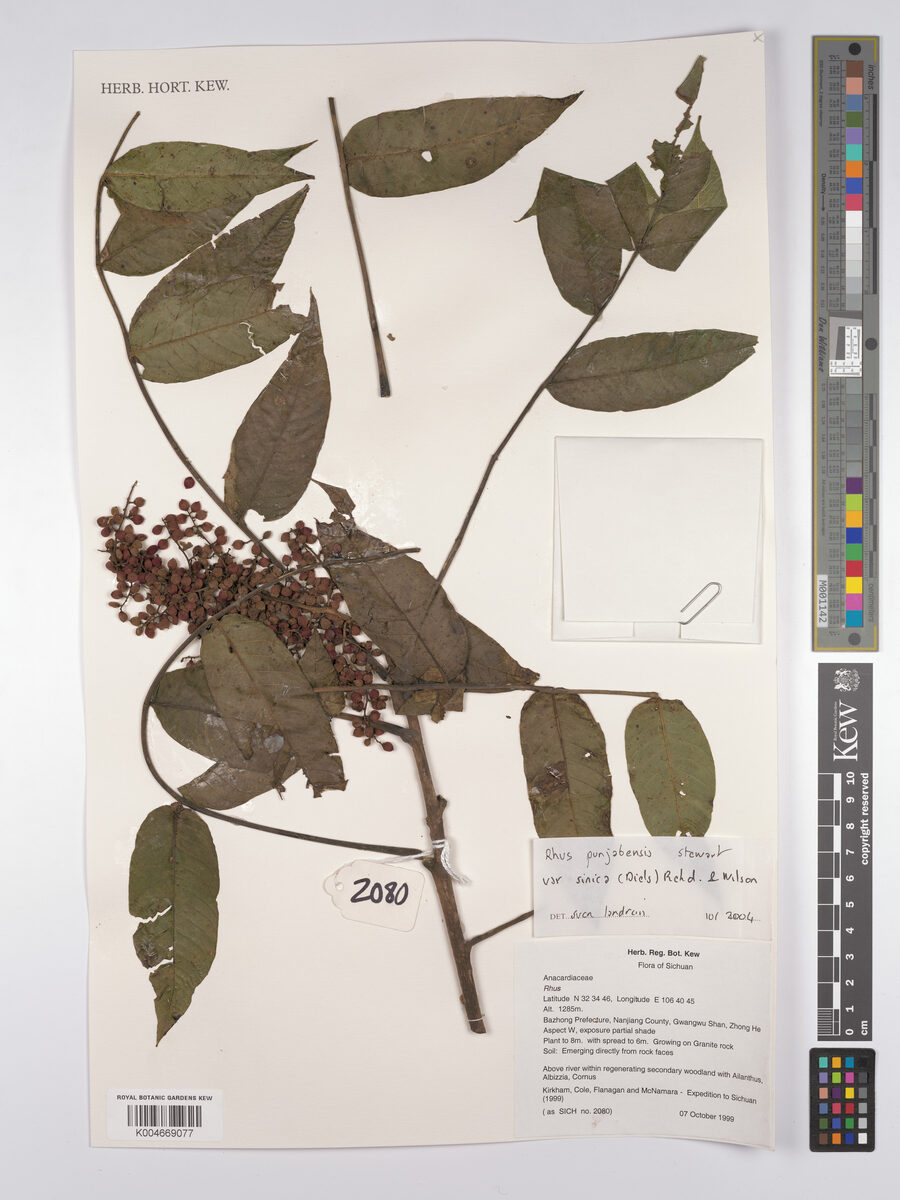 Rhus punjabensis sinica - (Diels.)Rehder.&E.H.Wilson.