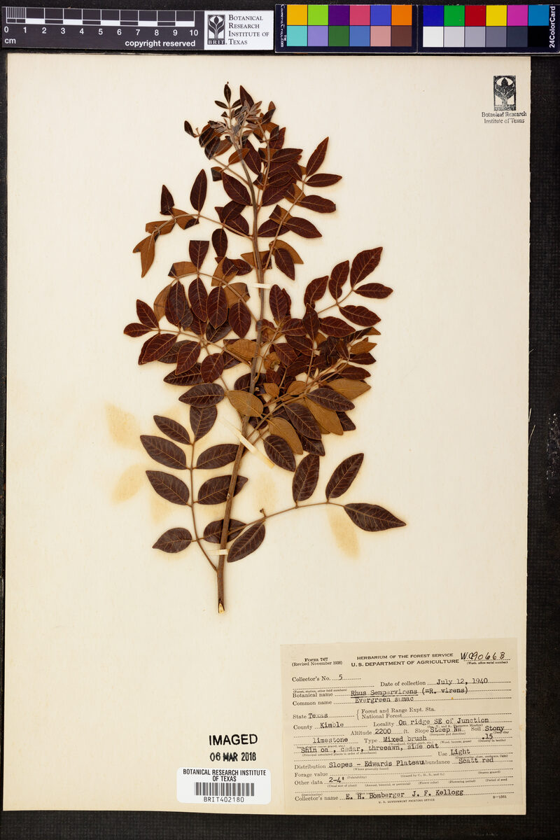 Rhus sempervirens — photo