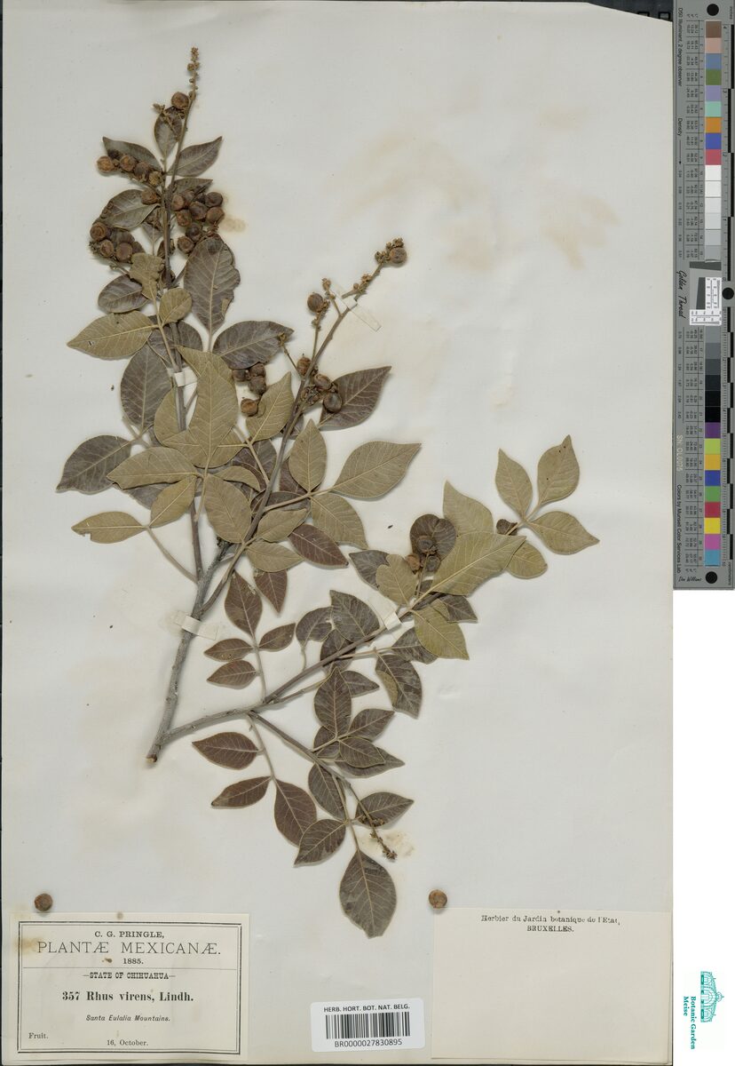 Rhus sempervirens — photo