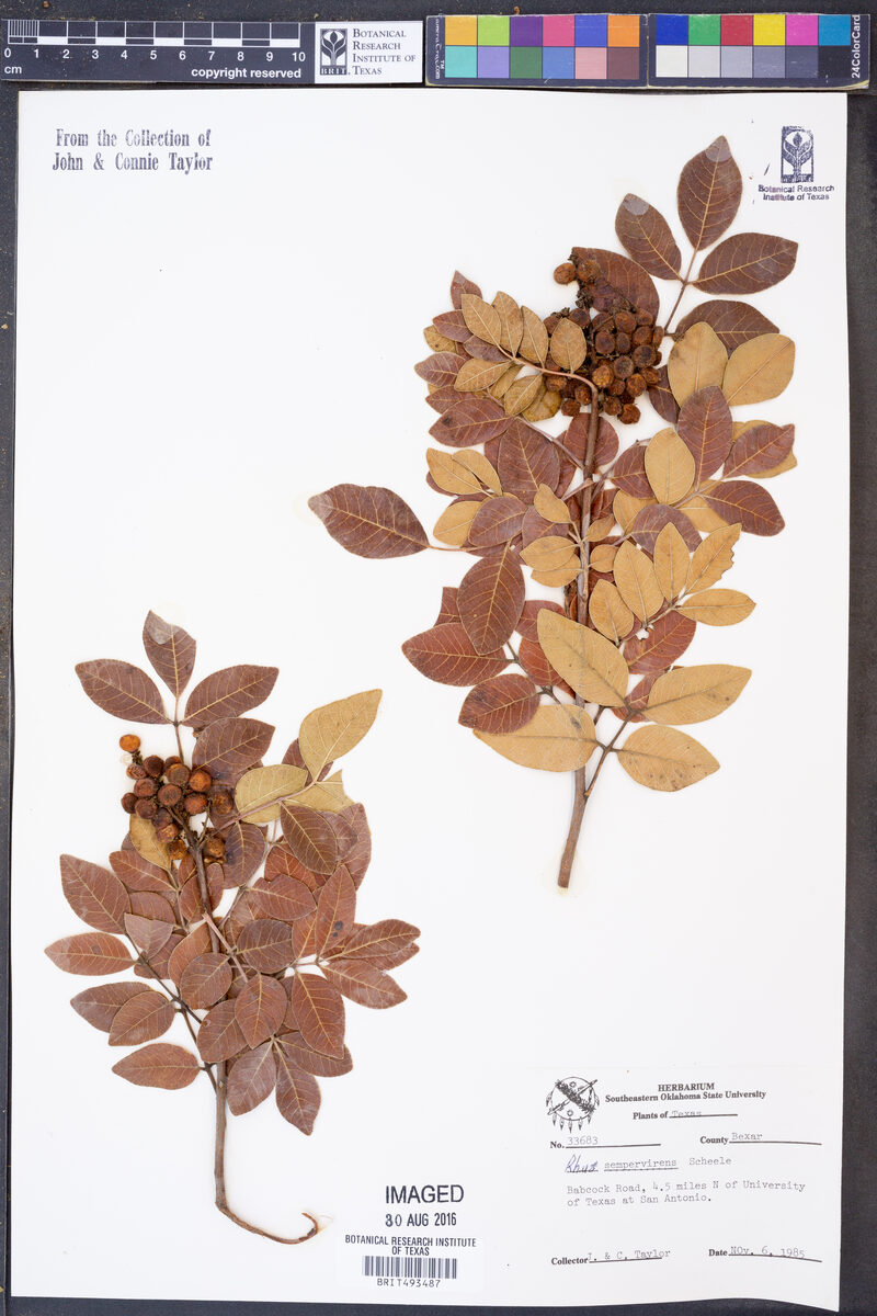 Rhus sempervirens