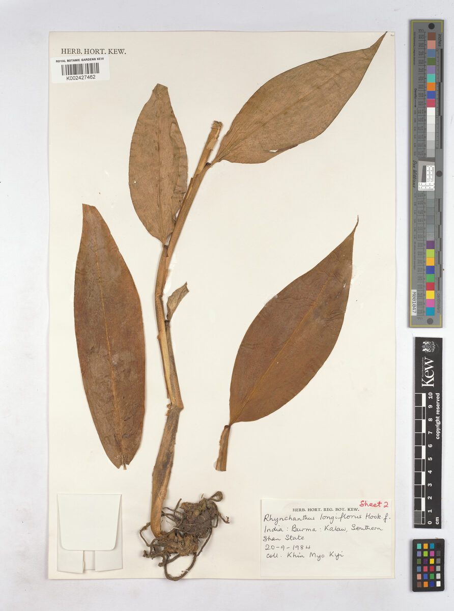 Rhynchanthus longiflorus
