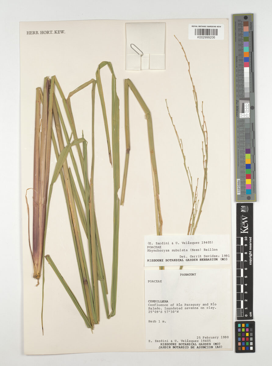 Rhynchoryza subulata - (Nees) Baill (Arroz bravo) — photo